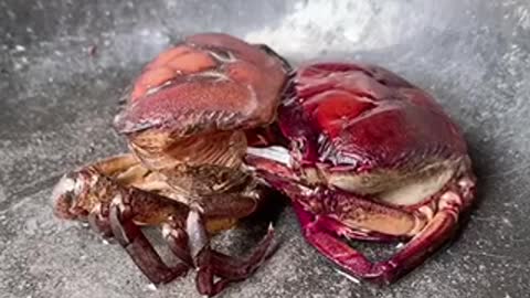 Molting Crab 🦀 🦀🦀