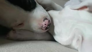 Two pitbulls laying down and kissing each other