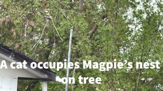 Magpie VS cat.The cat climbs a tree and occupies the Magpie’s nest.