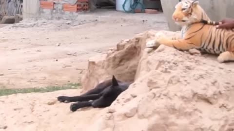 Troll Prank Dog (Funny and Fake Lion, Tiger Prank), Billion views