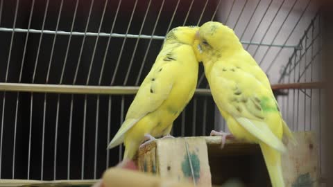 2 Yellow Birds Being Romantic, How Mellow