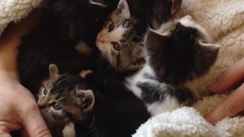 Kittens kittens kittens!!!