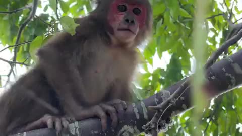 #babymonkey #Animal #monkeys #animallovers❤️ #cocakamonkey animals #viral #monkey #cute_13
