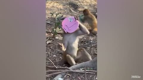 Monkeys Reacting to Magic For The First Time! New Funniest Animals
