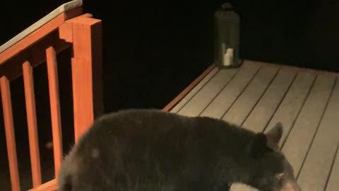 Black Bear Loses Balance On Adirondack Chairs