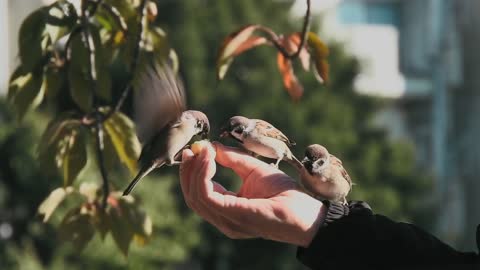 Hand feeding wild birds