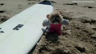 Munchkin, el Osito Teddy, hace surf