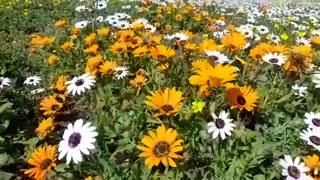 West Coast National Park flower season in full bloom