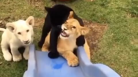 Cute Lions and Panther Cubs Play