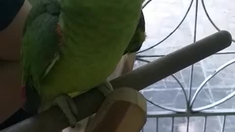 Pet - My Singing Parrot - Sing