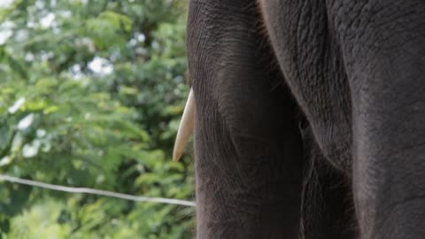 CU PAN TU Feet and trunk of elephant Bangkok, Thailand