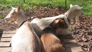 Goats enjoying nice weather
