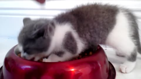 Kitten gets dry food for the very first time goes crazy – owner has to stop him from choking!