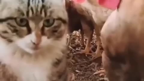 Funny and cute cate video