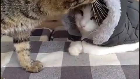 Animal Videos | Cats showing love to owners