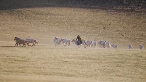 Horses galloping on the grassland