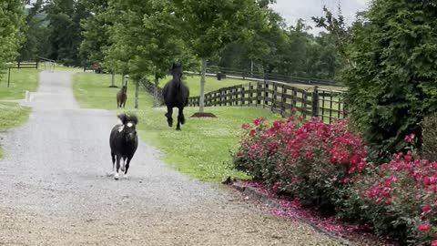 String of Horses Gallop Down Country Road