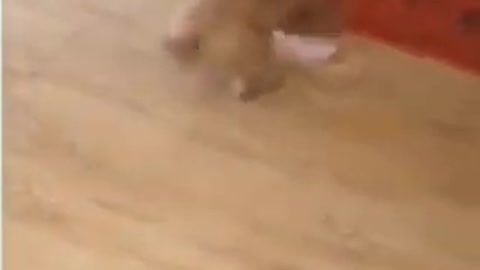 cute puppies playing with shoe