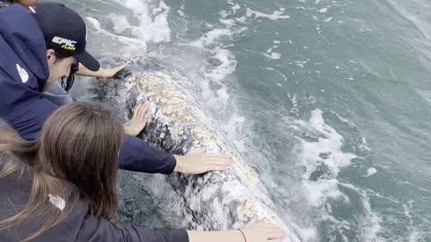 Gray Whale Comes in Close