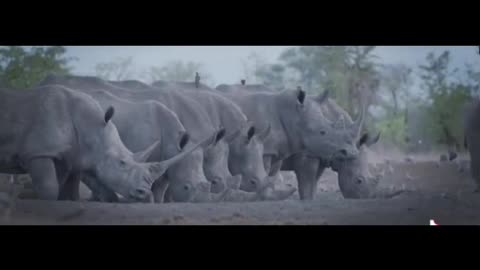 Rhinoceros walking side by side