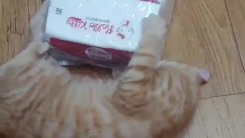 Tissue-toy for cats. Nobody knew that those tissues gonna become our pet's neew toy