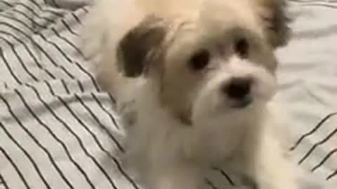 Puppy shows off impressive tricks at 4-months-old