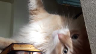 Cats morning routine
