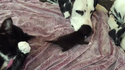 Foster cat lets Dalmatians babysit week old kitten