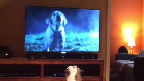 English Bulldog never misses her favorite commercial