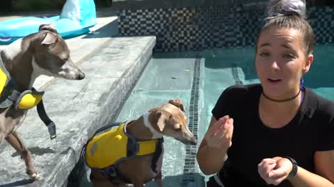 | Easiest way to teach your dog| Learn to swim