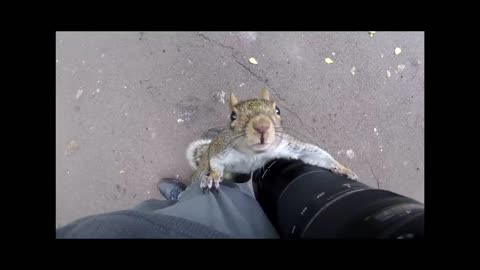 Squirrel climbs my leg to sniff out my camera