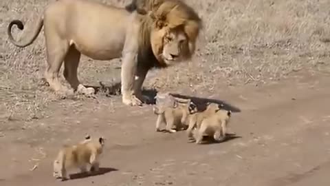 lion vs baby lion || baby lions || lions