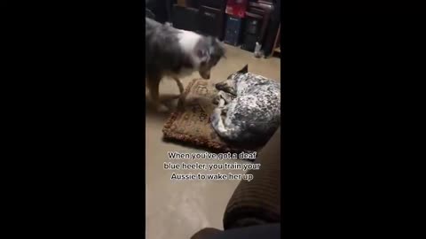 Australian Shepherd wakes up her deaf Blue Heeler sister to go outside!