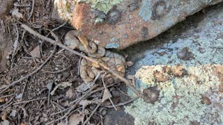 Copperhead release site