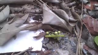 Formiga cortadeira carregando um pequeno galho de planta, essa é forte! [Nature & Animals]