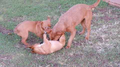 Cute dogs playing in the garden