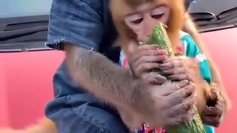 monkey videos compilation,