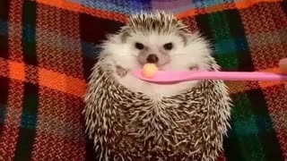 hedgehog has great smell for food