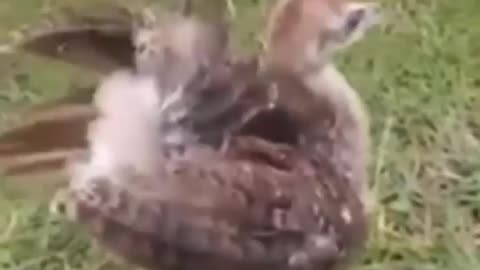 BABY PEACOCK, The Start of Something Magnificent