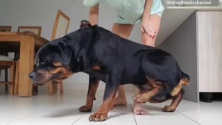 Black rottweiler dog enjoys getting brushed by owner in kitchen