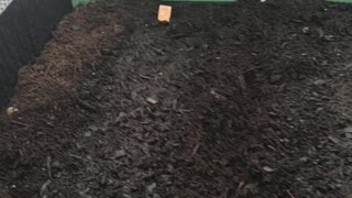Planting Carrots & Radish