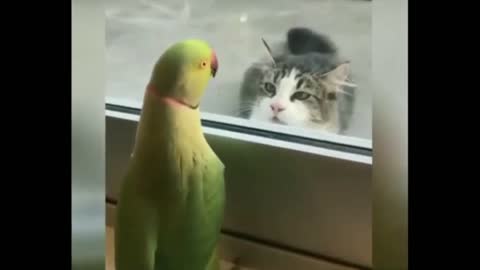 Funny animals enjoying with play