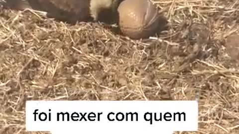 vai mexe com quem ta queto