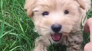 Slo-mo video of a small maltese-shih tzu yawning while laying in grass