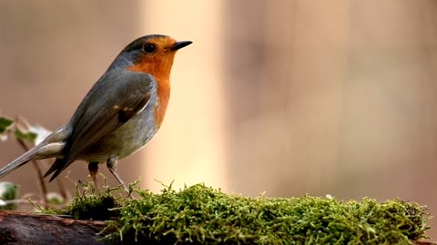 Robin Bird Forest Nature Relx stop the time 😉