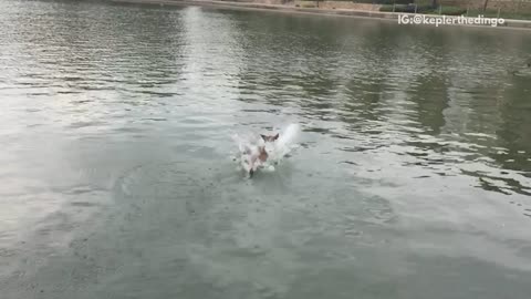 Brown dog jumping into lake in slow motion