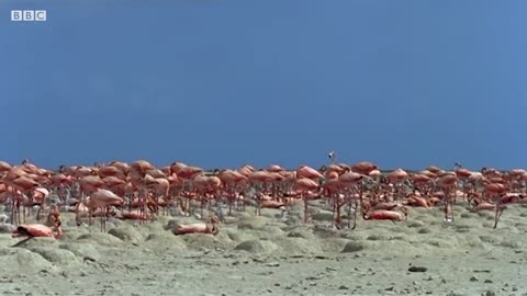 West Indian Flamingos Make Shrimp Soup | Wild Caribbean | BBC Earth