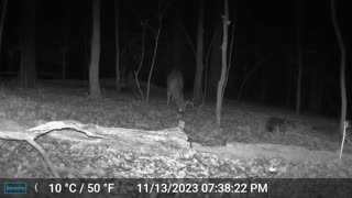 Buck Runs Into a Tree While Raccoons Fight