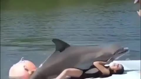 Dolphins love humans<3