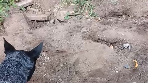 Dog vs Snake